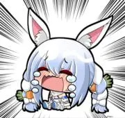 夜叉猫の画像