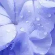 桜ままの画像