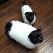 zzzの画像