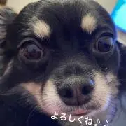 せい