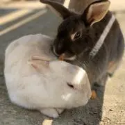 きなこ