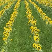 きゆの画像