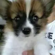 パピ
