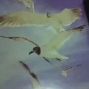 レモンミントの画像