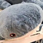 Kareiの画像