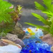 チャチャまる
