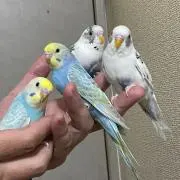 いおり