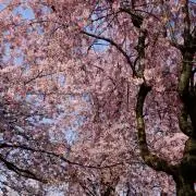 楓の画像