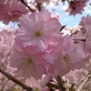 よんの画像