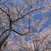ヨッシーの画像