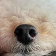 チャコラの画像