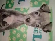 TT