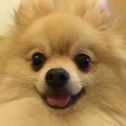 ししまる