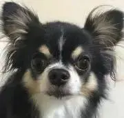 アトムの画像