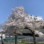クロノス（コメント必須）の画像