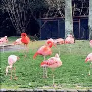 マルさんの画像