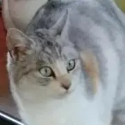 朔の画像