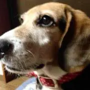 Beagle