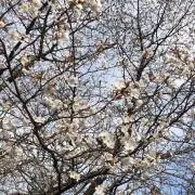 くはな