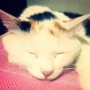 はんぺんの画像