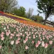 さやの画像