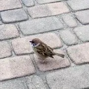 すずの画像