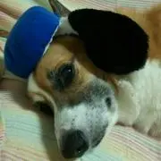 マイロの画像