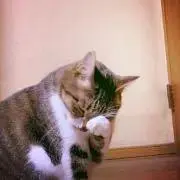 ウグイせんせいの画像