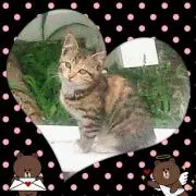 にゃおらんこの画像