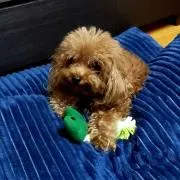 プロフ必読❗❗チャチャの画像