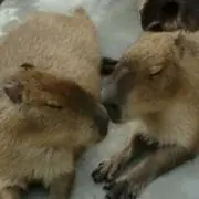 Yuyuyuの画像