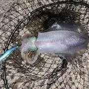 ソアラ