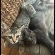 るりの画像