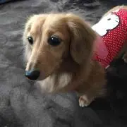 はるちゃんの画像