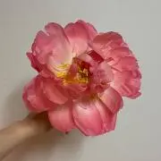 hanaの画像