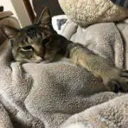 ねこの画像