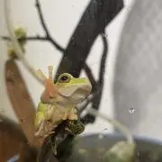 mizuraの画像
