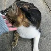 まなの画像