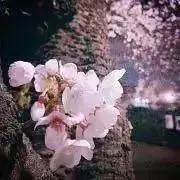桜咲　紫陽花