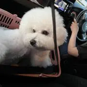 わたの画像