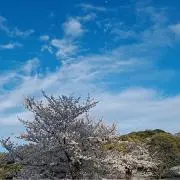 yuriの画像