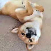 りんごろー