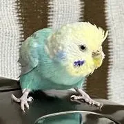 かっぱの画像