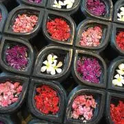 Peonyの画像