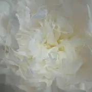 TAMIの画像