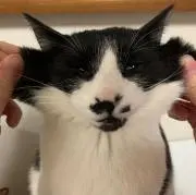 ゆゆの画像