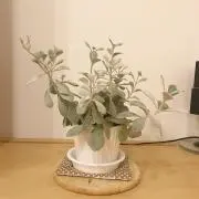 メルシーの画像