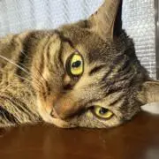 翡翠庭園(プロフお読みください)の画像