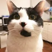 こうの画像