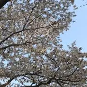 青々の画像